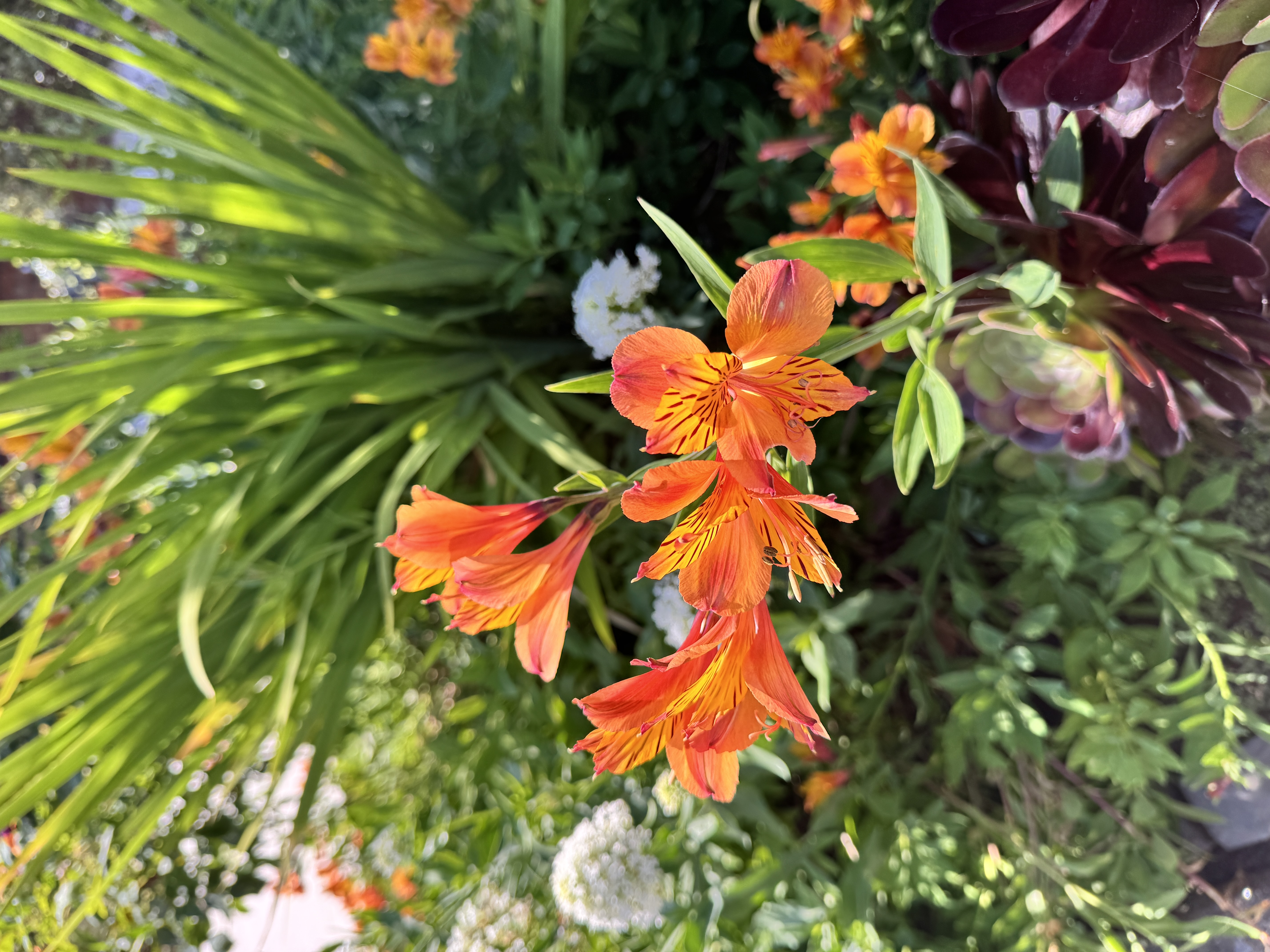 a flower